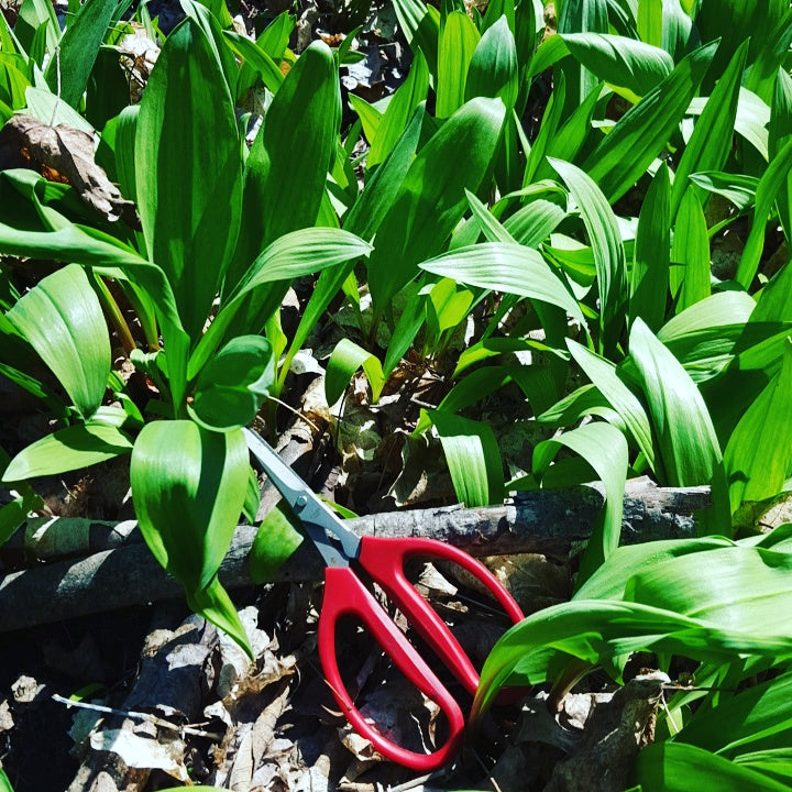 Wild Leeks & Ramps