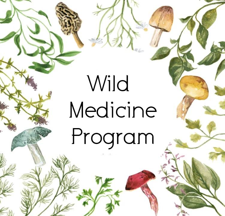 2025 THURSDAY SESSION Wild Medicine Deposit