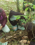 Wild Muskoka Foraging Class Gift Certificate - VIP Ticket