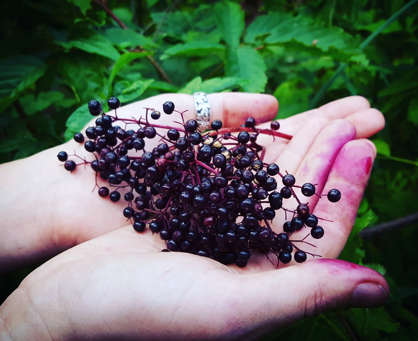 Wild Harvesting Elderberries