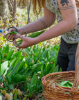 Wild Leek Infused Vinegar